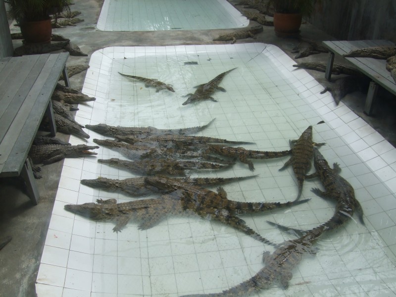 Mauritius 2010 - 0335 